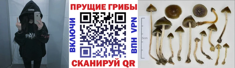 Галлюциногенные грибы мицелий  Кореновск 